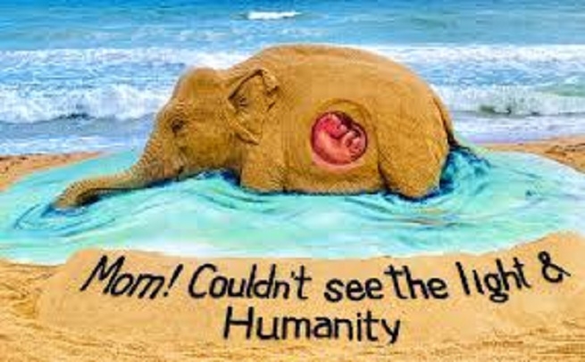 Kerala Jumbo Had Major Wounds Did Not Eat For 2 Weeks Before