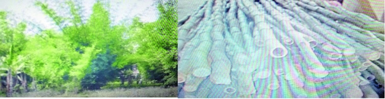 Plantation of Balcoa _1&n