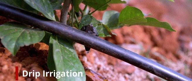 Drip irrigation at Nigahi