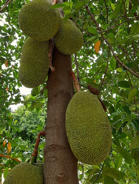 Jackfruit, a treasure trove of a variety of nutritional benefits - The  Hitavada