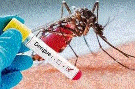 dengue and malaria_1 