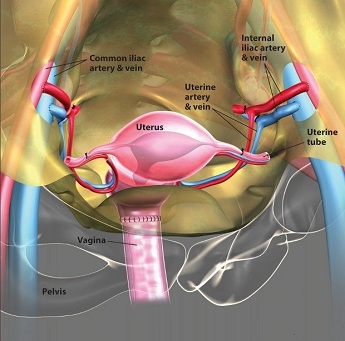 Uterine transplant_1&nbsp;