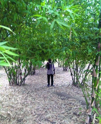 bamboo plantation_1&nbsp;