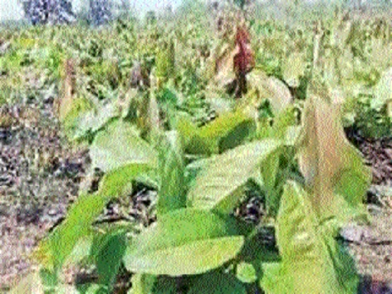 green gold_1&nbsp;&nbsp;H