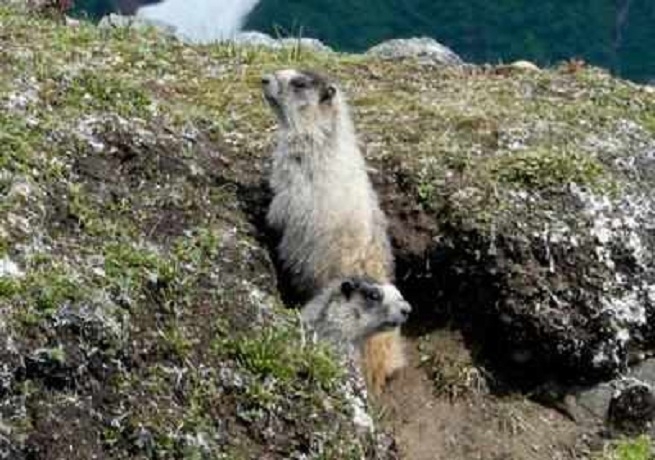 bubonic plague_1&nbsp;&nb