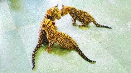 Citizens adopt three leopard cubs brought to Gorewada Rescue Centre ...