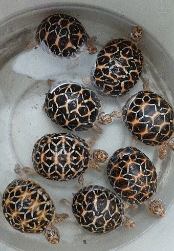 tortoises_1  H 