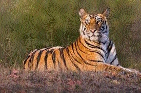 Tiger population_1 &