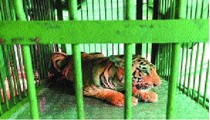 NT tiger to be shifted fr