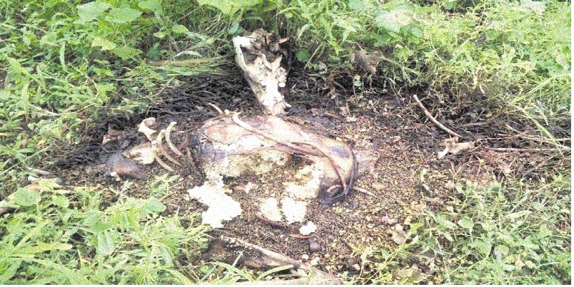 Poacher held for laying l