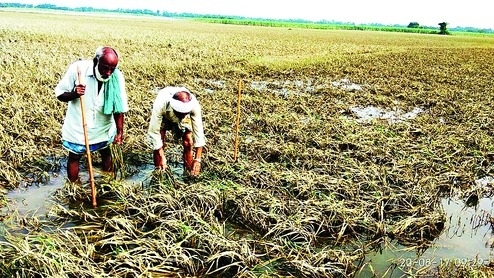 Govt releases Rs 118.54 cr aid to farmers affected by floods, rains in July  last year - The Hitavada