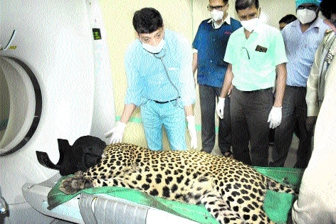 CT scan of injured leopard from Indore zoo conducted in Bhopal - The  Hitavada