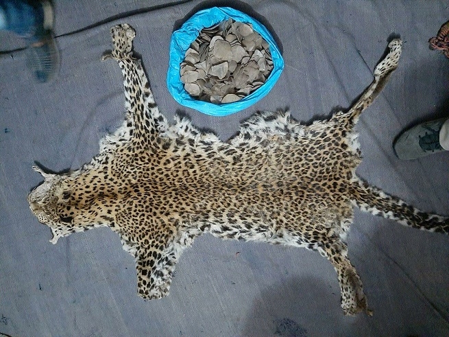 leopard skin_1&nbsp;&nbsp;
