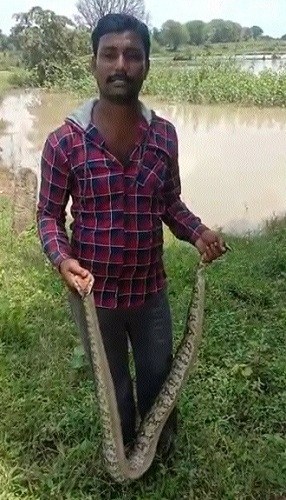 Snake _1&nbsp;&nbsp;H x W