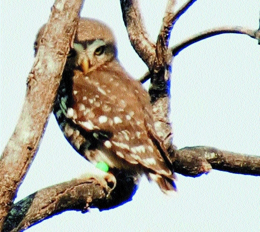 WRCS_1&nbsp;&nbsp;H x W: 