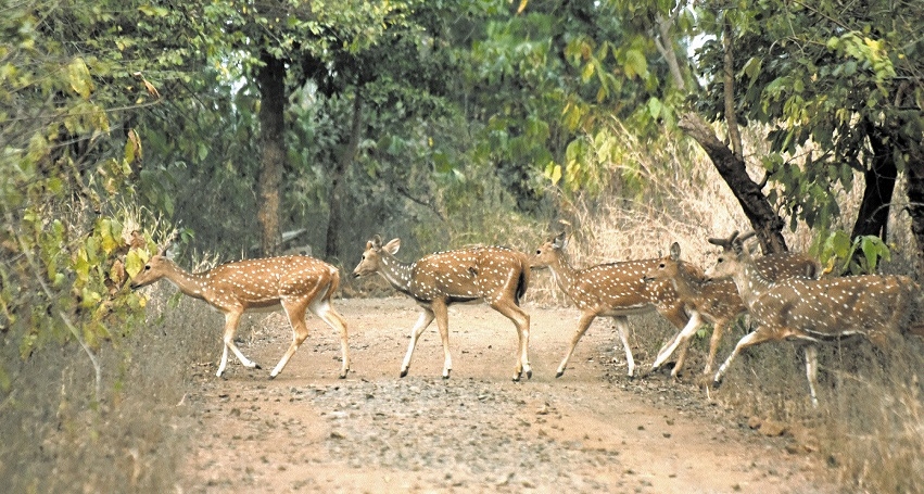 deer_1&nbsp;&nbsp;H x W: 