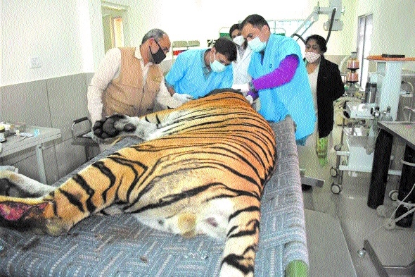 Van Vihar doctors' team treating injured tiger