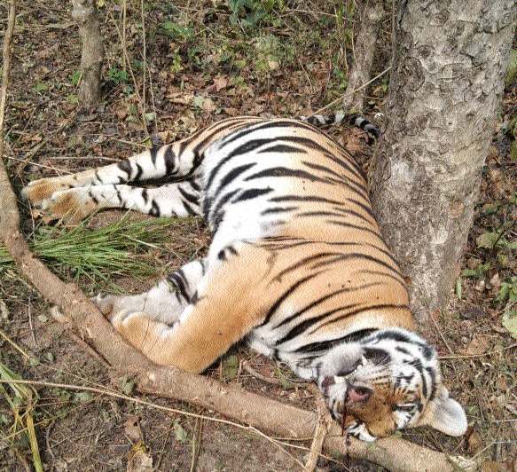 Kanha tigress_1&nbsp;&nbs