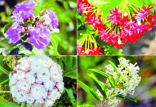 khand Forest Deptt_1 