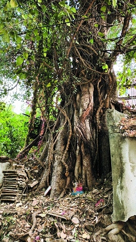 Banyan tree_1  