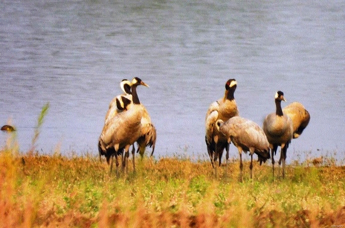 Flock of cranes_1 &n