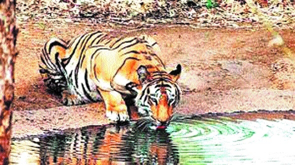 tiger_1&nbsp;&nbsp;H x W: