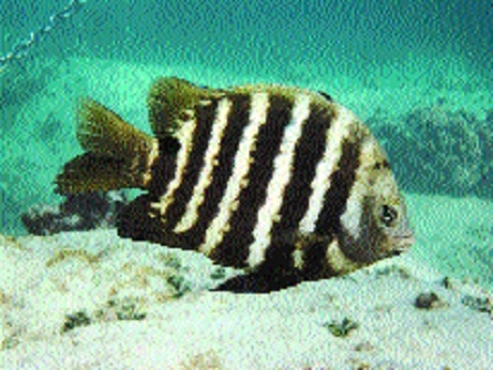 Abudefduf Manikfani_1&nbs