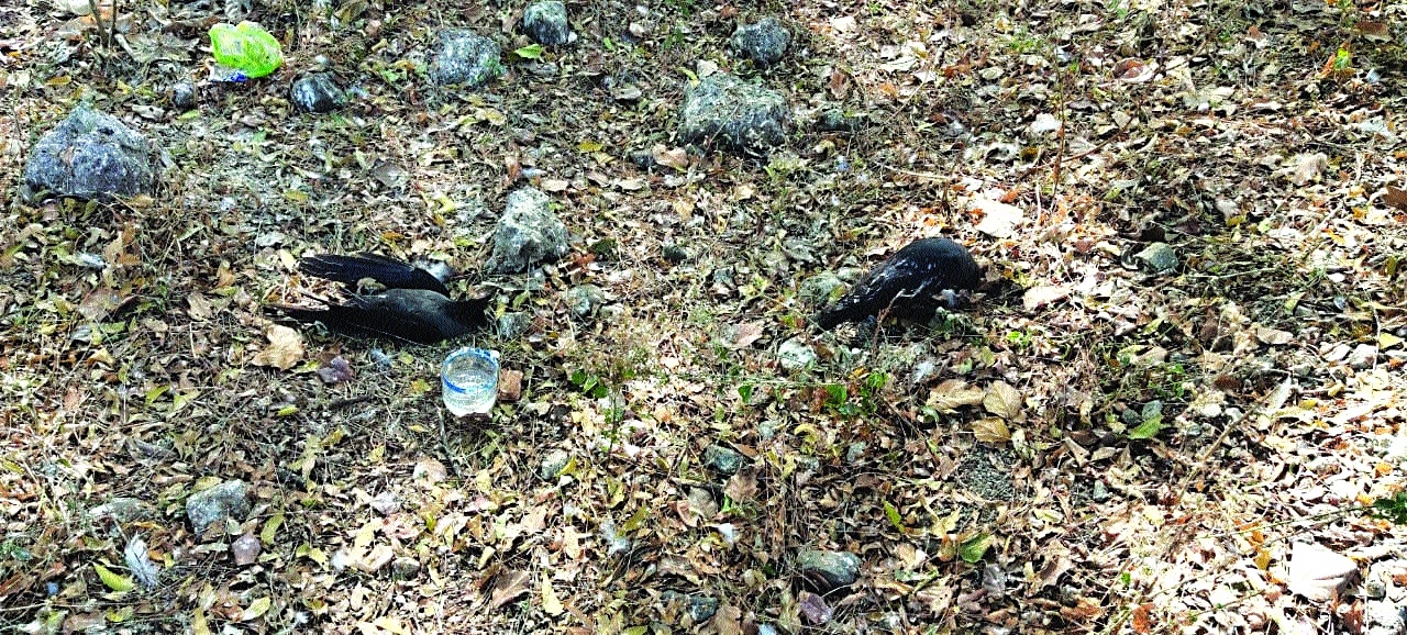 Two crows found dead_1&nb