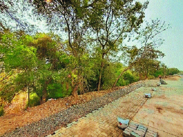 trees at Futala _1&nbsp;&