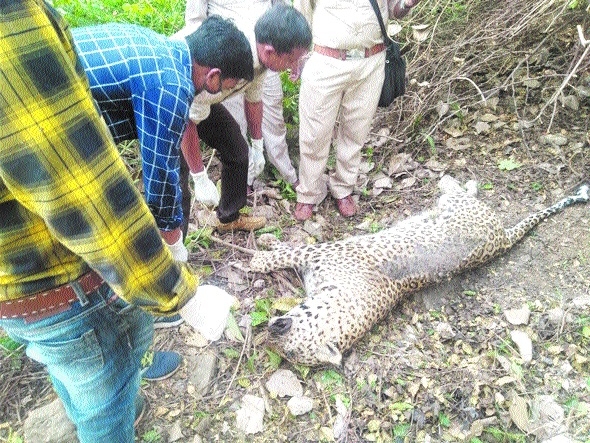 Leopard shot dead in Amjh