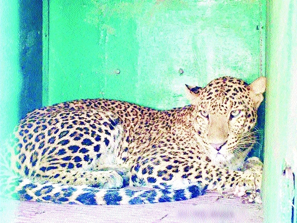 Leopard rescued from Badw