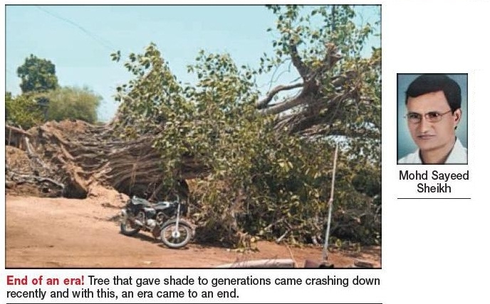 sheikh_1&nbsp;&nbsp;H x W