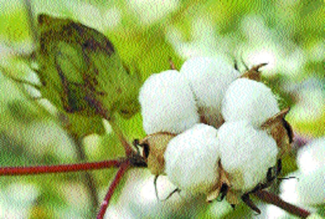 cotton crop_1  