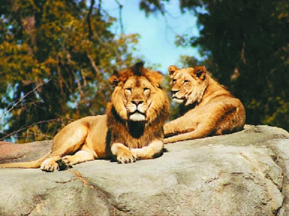 Lions in Hyderabad zoo_1&