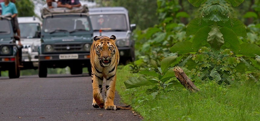 Monsoon Safari_1 &nb