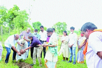 sapling plantation _1&nbs