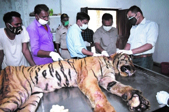 Injured Pench tiger_1&nbs