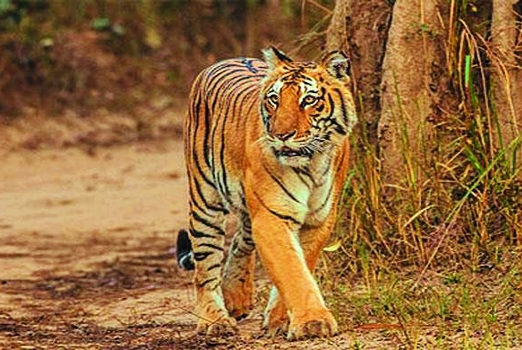 33 killed in tiger _1&nbs