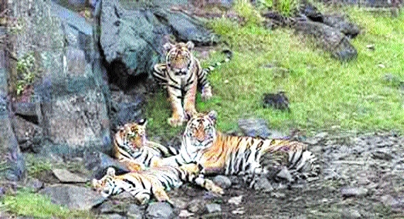 Four tigers_1&nbsp;&nbsp;