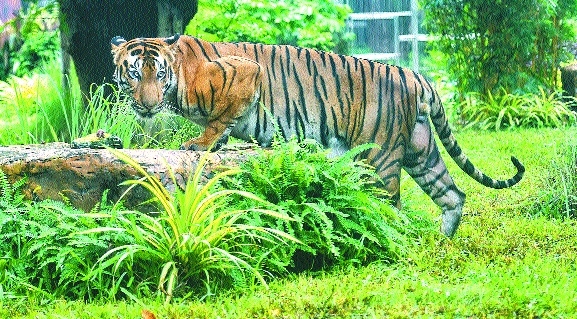 14 Indian tiger reserves 