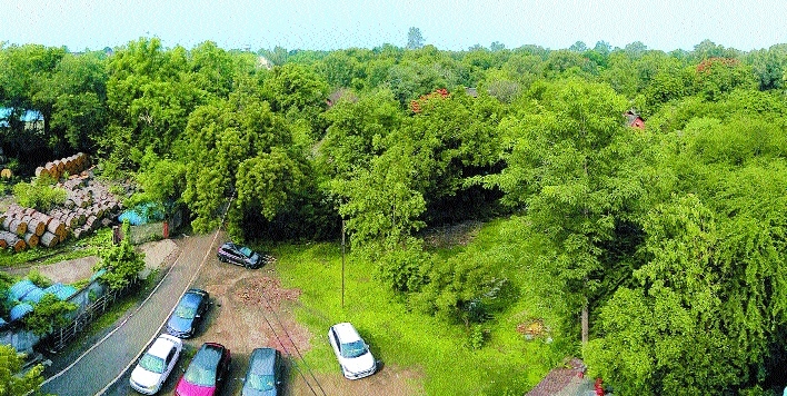 forest2_1&nbsp;&nbsp;H x 