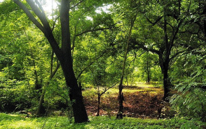 forest_1&nbsp;&nbsp;H x W