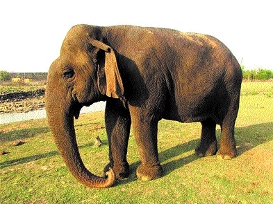 elephant_1  H x