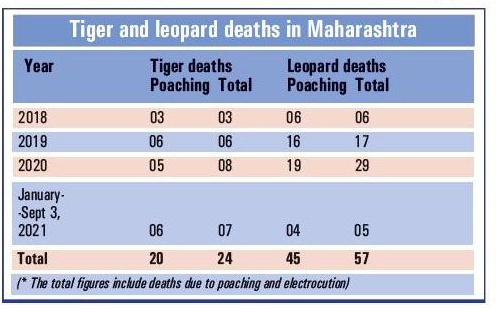 tigers_1&nbsp;&nbsp;H x W