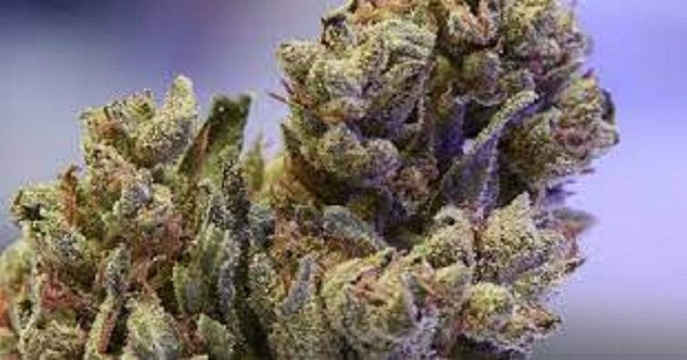 New variant of ganja, OG Kush making waves in city - The Hitavada