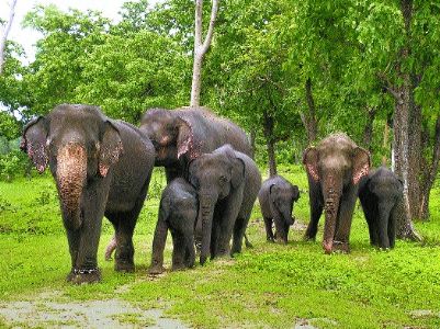 Massive opposition to shifting of elephants
