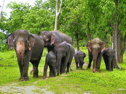 elephants