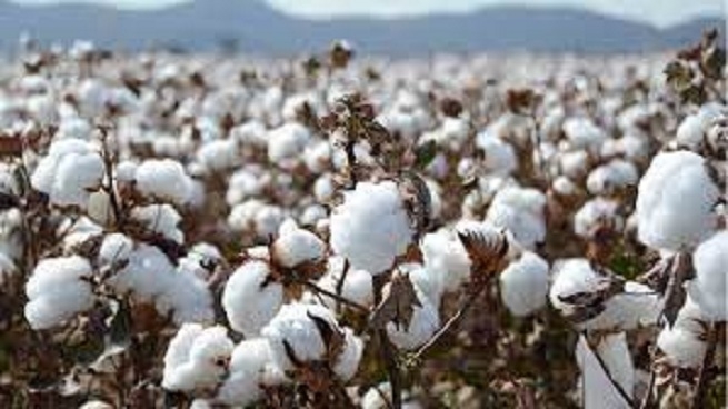 Cotton surpasses