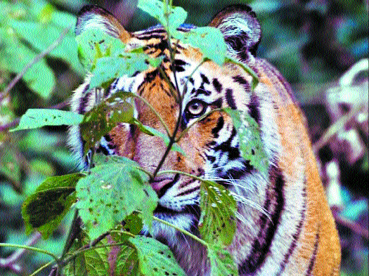Man-animal conflict set to intensify: 200 tigers in Chanda distt, 165 cubs  in Vid - The Hitavada