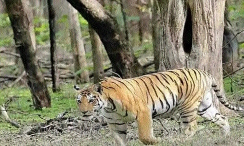 Pench Tiger Reserve